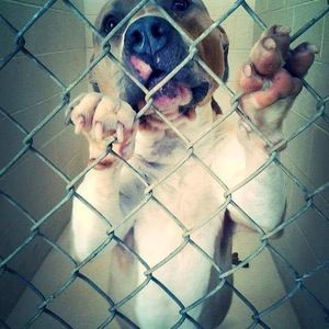 Meet your Posher, Tara